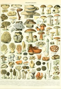 Puzzle 1000 pièces - Illustration du Larousse : Champignons, XIXè Siècle - Grafika