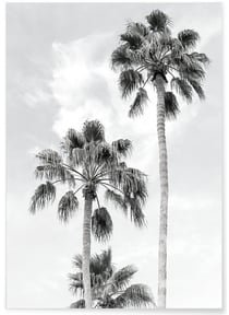 Poster Palmier noir et blanc 3 | A3 : 29,7x42cm