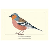 Longue vue editions - Pinson des arbres - Carte postale pédagogique