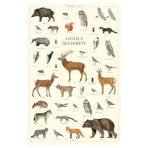 Longue vue editions - Animaux des forêts - Affiche 40 x 60 cm