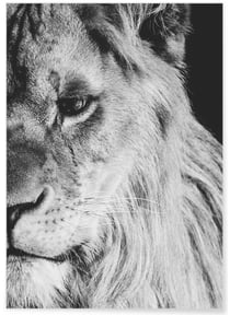 Poster Lion noir et blanc 1 | A3 : 29,7x42cm