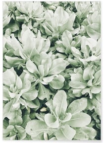 Poster nature Verte | A3 : 29,7x42cm