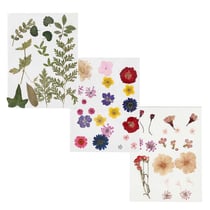 60 fleurs séchées et pressées