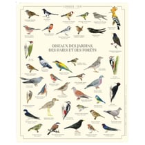 Longue vue editions - Oiseaux des jardins, des haies et des forêts - Affiche 24 x 30 cm