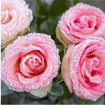 Lot de 4 serviettes en papier découpage collage 33 cm ROSE GIVRE F 502