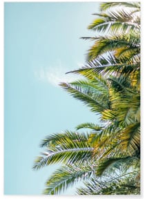 Affiche Palm Trees 5 | A3 : 29,7x42cm