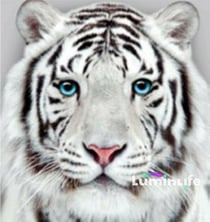 Diamond Painting Broderie Diamant LUMINLIFE 40x50cm, 100% strass, diamants ronds - Tigre blanc