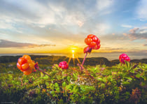 Puzzle 1000 pièces - Cloudberries - Heye