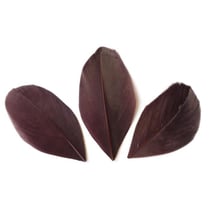 50 plumes coupées - Marron 6 cm
