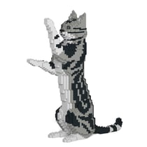 Chat American Shorthair debout | JEKCA | 14 ans et +
