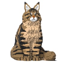 Chat Maine Coon marron assis | JEKCA | 14 ans et +