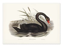 Affiche 30 x 40 cm - Black Swan - Elizabeth and John