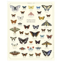 Longue vue editions - Papillons de France - Affiche 24 x 30 cm