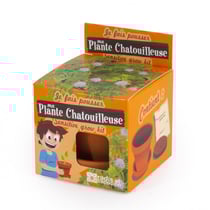 Je fais pousser mon Mimosa pudica