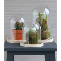 CLOCHE VERRE + SOCLE BOIS Ø12 H16CM