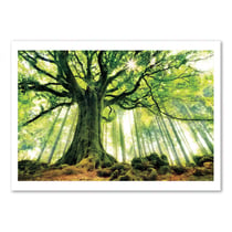 Affiche 50x70 cm - Ponthus' Beech - Christophe. Kiciak
