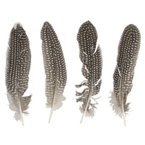 Plume de pintade, 20-22cm, 4pces