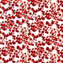 Tissu Popeline de Viscose Grenade Rouge sur fond Blanc