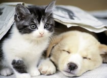 Puzzle chien et chat : reveille toi 500 pieces - collection tendresse - nathan - 87129