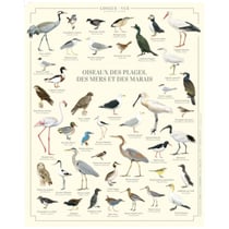 Longue vue editions - Oiseaux des plages, des mers et des marais - Affiche 24 x 30 cm