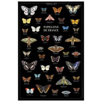Longue vue editions - Papillons de France - Affiche 40 x 60 cm