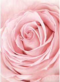 Poster Pink Rose Flower | A3 : 29,7x42cm