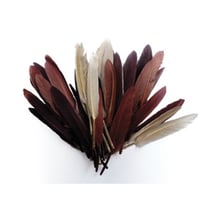 Graine Créative - Plumes d'indien pour activités enfant Camaieu chocolat 15cm