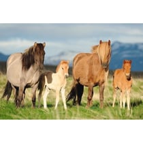 Puzzle 200 pièces - Famille de Chevaux - Schmidt Spiele