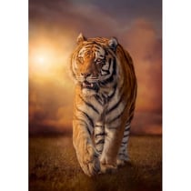 Puzzle tigre dans la savane 1500 pieces - collection animaux sauvages - clementoni 31806