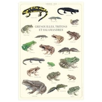 Longue vue editions - Grenouilles, tritons et salamandres - Affiche 40 x 60 cm