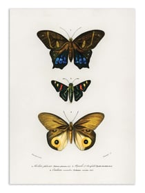 Affiche 30 x 40 cm - Different Types of Butterflies - Charles Dessalines