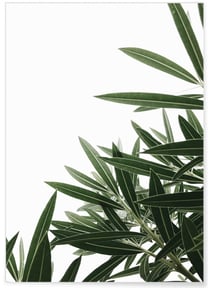 Poster Nature plante verte 1 | A3 : 29,7x42cm