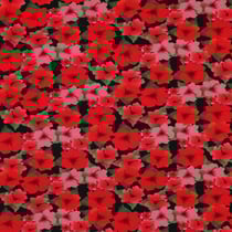 Tissu Polyviscose stretch fleurs Carmilla rouges sur fond Noir - Au mètre