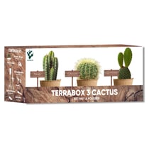 Kit Cactus Echinocactus Opuntia Polaskia Plantes Grasses – Nopalia