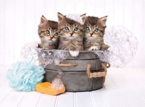 Puzzle 3 chatons dans une bassine 500 pieces - collection animaux - clementoni - 35065