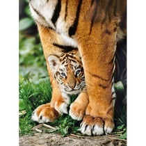 Puzzle tigre du bengale et son bebe 500 pieces - collection animaux sauvages - clementoni - 35046