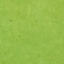 PAPERTREE 50*70 LOKTA PAPER Anise - Lot de 10 feuilles