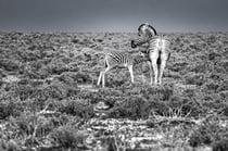Tableau photo 50 × 75 cm – Panneau rigide – Mother – par Marion Staderoli