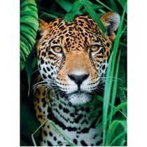Puzzle jaguar dans la foret 500 pieces - collection sauvages - clementoni - 35127