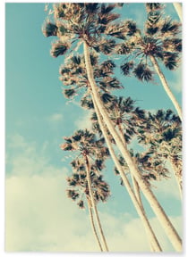 Poster Palm Trees 7 | A3 : 29,7x42cm