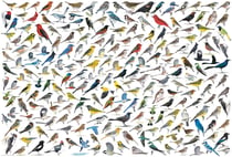 Puzzle 2000 pièces - Le Monde des Oiseaux, par David Sibley - Eurographics