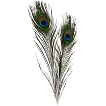 Plumes de paon, L : 25-30 cm, 10 pièces/ 1 Pq.