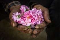 Tableau photo 50 × 75 cm – Panneau rigide – Le parfum des roses – par Marion Staderoli