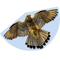 Cerf-volant Faucon - Günther
