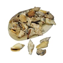 Coquillages pointus, en coupe naturel nacrée