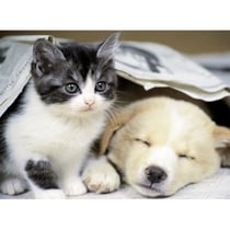 Puzzle chien et chat : reveille toi 500 pieces - collection tendresse - nathan - 87129