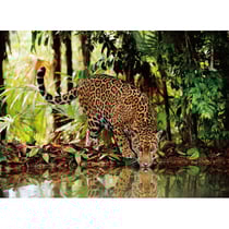 Puzzle leopard dans la jungle 2000 pieces - collection animaux sauvage - clementoni - 32537