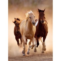 Puzzle chevaux qui courent en liberte 1000 pieces - collection animaux sauvages - clementoni - 39168