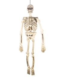Squelette articulé - 150cm