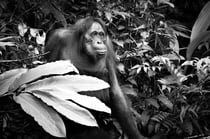 Tableau photo 60 × 90 cm – Panneau rigide – Jungle – par Marion Staderoli